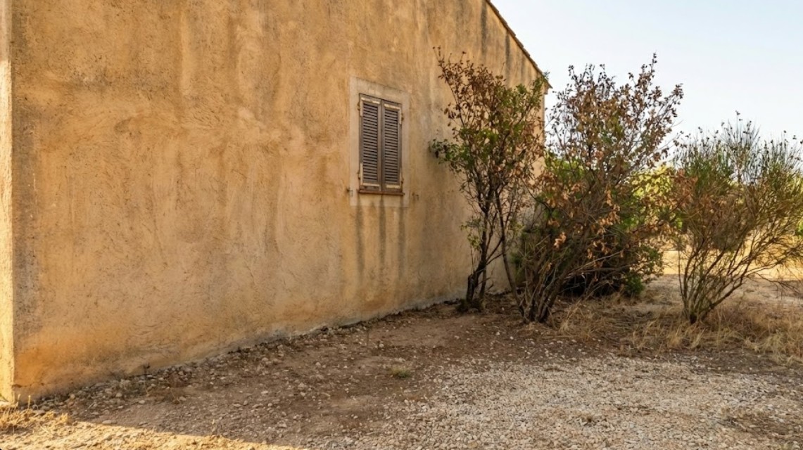 Terrain dégagé après débroussaillage