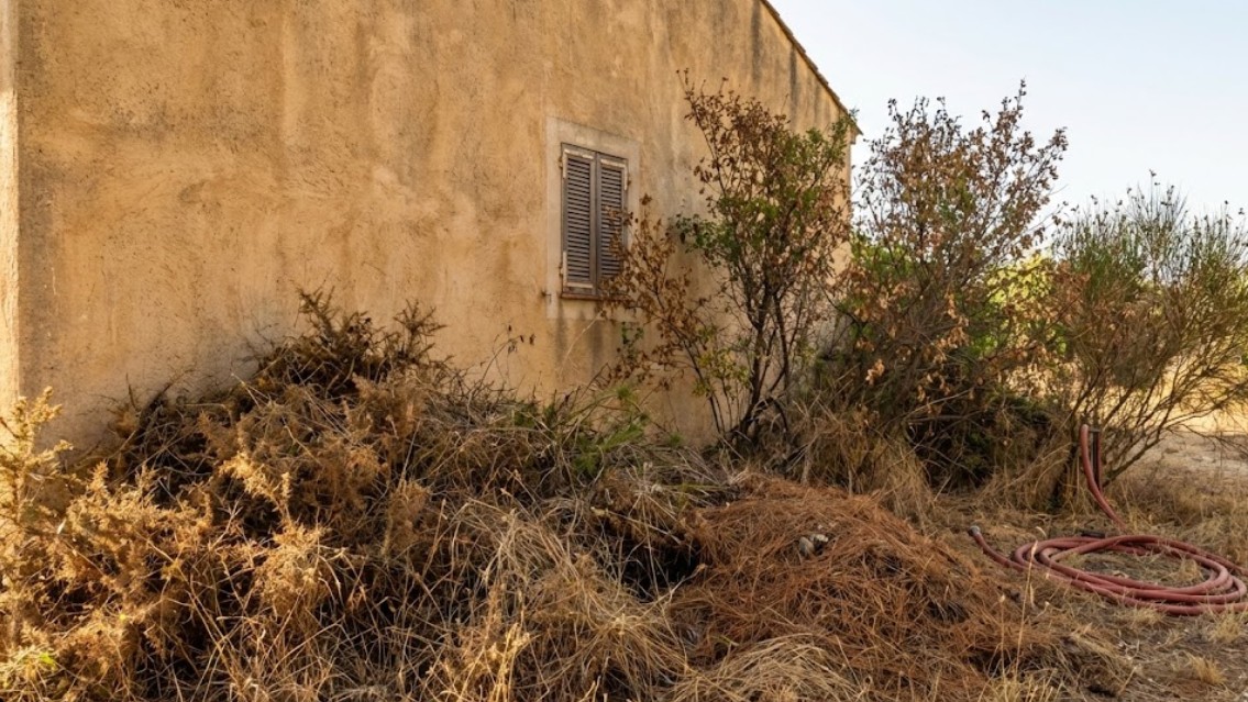 Végétation dense avant débroussaillage